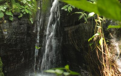 CCN regresa a la naturaleza 4 veces más la cantidad de agua que utiliza en sus operaciones